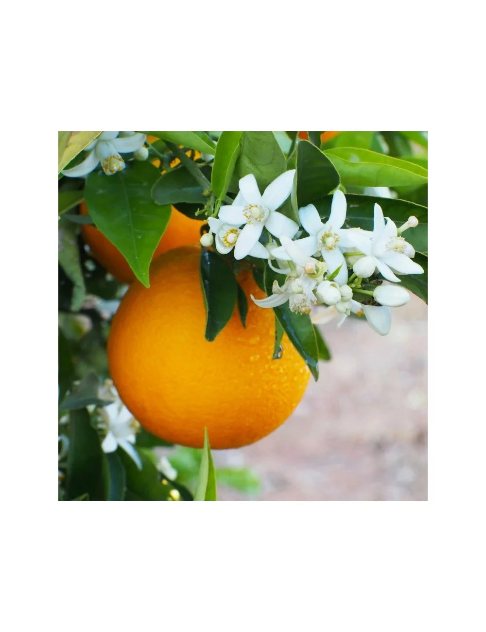 Hydrating Cleansing Toner